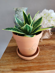 6 Inch Custom Engraved Terracotta Plant Pot with Saucer